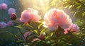 Blooming Beauties: A Stunning Display of Peonies in the Park Royalty Free Stock Photo