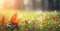 Springtime Splendor: A Vibrant Display of Autumn Leaves on Lush Green Grass