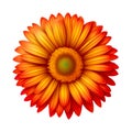 Sunny Bloom: Gerber Flower in Lively Orange - Botanical Radiance.