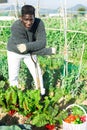 African American male gardener, stands near the beet beds, leaning on a shovel