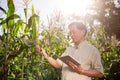 An experienced Asian farmer using his digital tablet and working in his corn field. smart farm Royalty Free Stock Photo