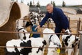 Experienced elderly cow breeder watching little calves in stall outdoors