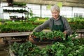 Aged saleswoman preparing potted plants for sale in garden shop