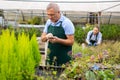 Experienced gardener of the flower farm photographs flowers on mobile phone for posting on an Internet resource