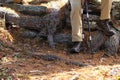 Hikers legs and boots against tree roots