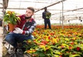 Experienced male worker gardening in glasshouse