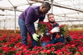 Experienced male worker gardening in glasshouse