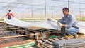 Experienced man covering seeds with plastic transparent film in greenhouse