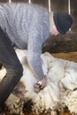 Venerable sheep shearer using hand tools in a Connecticut barn