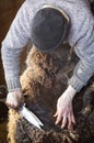 Venerable sheep shearer using hand tools in a Connecticut barn