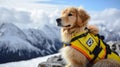 Experienced rescue dog in signal vest on snowy mountain with defocused background, ready for action Royalty Free Stock Photo