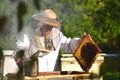 Experienced senior beekeeper making inspection in apiary