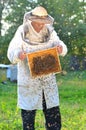 Experienced senior beekeeper making inspection and swarm of bees