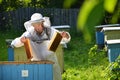 Experienced senior beekeeper putting empty honeycomb frames into a beehive in his apiary