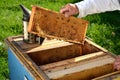 Experienced senior beekeeper working in his apiary Royalty Free Stock Photo