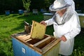 Experienced senior beekeeper working in his apiary Royalty Free Stock Photo