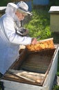 Experienced senior beekeeper working in his apiary Royalty Free Stock Photo