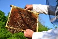 Experienced senior beekeeper working in his apiary Royalty Free Stock Photo