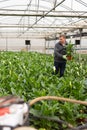 Glasshouse worker arranging pots with callas Royalty Free Stock Photo