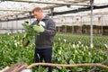 Glasshouse worker arranging pots with callas Royalty Free Stock Photo