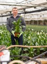 Glasshouse worker arranging pots with callas Royalty Free Stock Photo