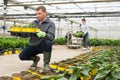 Glasshouse worker arranging pots with Helianthus Royalty Free Stock Photo