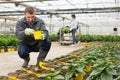 Glasshouse worker arranging pots with Helianthus Royalty Free Stock Photo