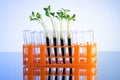 Experiment with green seedlings Royalty Free Stock Photo