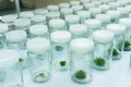 Experiment plant tissue culture in laboratory Royalty Free Stock Photo