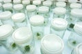 Experiment plant tissue culture Royalty Free Stock Photo