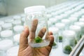 Experiment plant tissue culture Royalty Free Stock Photo