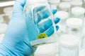 Experiment plant tissue culture Royalty Free Stock Photo