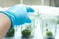 Experiment plant tissue culture Royalty Free Stock Photo