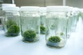 Experiment plant tissue culture Royalty Free Stock Photo