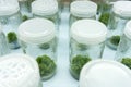 Experiment plant tissue culture Royalty Free Stock Photo