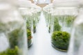 experiment plant tissue culture Royalty Free Stock Photo