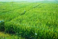 Experiment Rice Genetics Farm Royalty Free Stock Photo