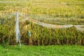 Experiment Rice Genetics Farm