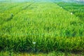 Experiment Rice Genetics Farm Royalty Free Stock Photo