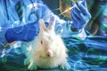 Experiment with white rabbit in laboratory