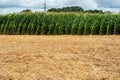 experimental, demo sowing field, corn plantation corn cultivation