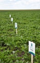 On the experimental field of sugar beet cropping