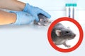 experimental laboratory gray rat, concept Genetic Modifications, Behavioral Studies Research on rodents, Mouse-based Laboratory Royalty Free Stock Photo