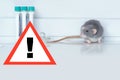 experimental laboratory gray rat, concept Genetic Modifications, Behavioral Studies Research on rodents, Mouse-based Laboratory Royalty Free Stock Photo