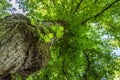 Experimental low angle shot of a tree Royalty Free Stock Photo