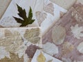 Experimental natural dyeing of paper. Leaf print on the sheets of paper, close up