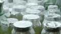 Experimental plants in glass jars in the lab. Samples of plants in the jar. Preserving unique species of plants Royalty Free Stock Photo