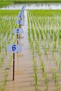 Experimental rice farm Royalty Free Stock Photo