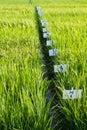 Experimental rice farm Royalty Free Stock Photo