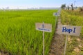 Experimental rice farm Royalty Free Stock Photo